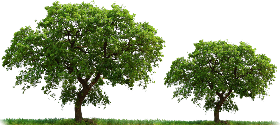 Marcos Para Fotos Png - Arboles Png Clipart (940x421), Png Download