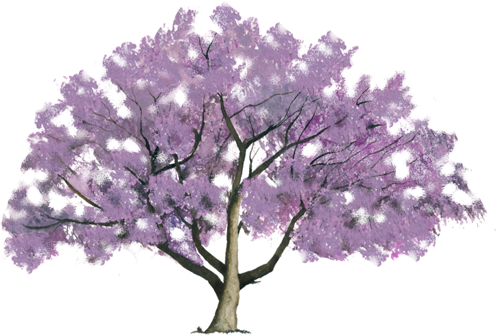 Like Share - Blue Jacaranda Clipart (750x502), Png Download