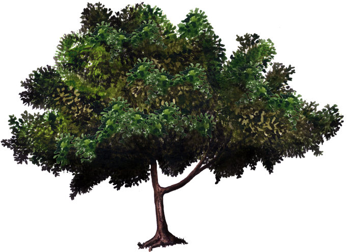 Arboles De Mangos En Png , Png Download Clipart (689x495), Png Download