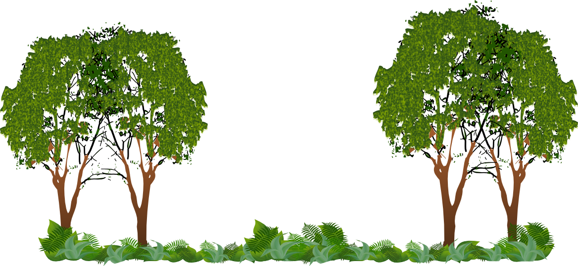 Img-arboles - Maidenhair Tree Clipart (1168x539), Png Download