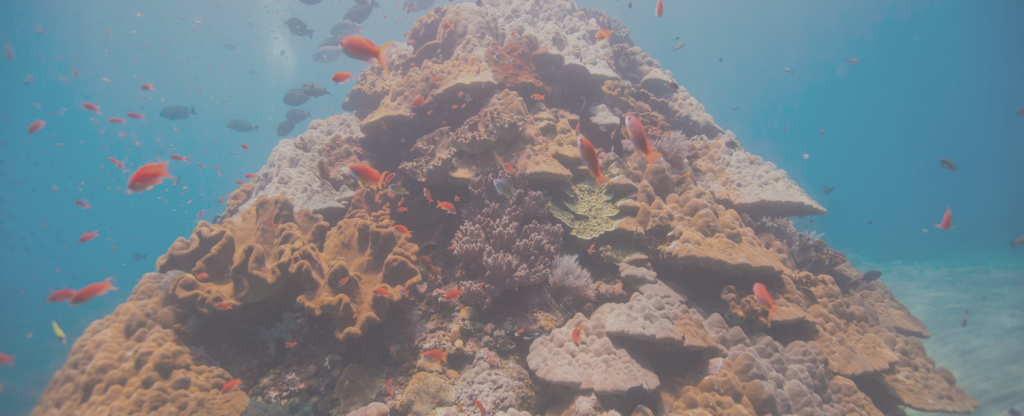 Reef7 - Underwater Clipart (1024x416), Png Download