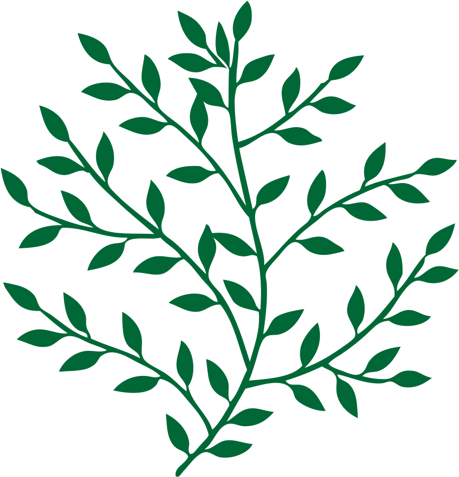 Leaf Branch Tree Bay Laurel Art - Branches And Leaves Png Clipart (722x750), Png Download