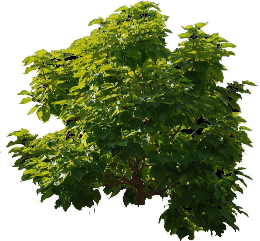 Photoshop Tree Clipart (832x1024), Png Download