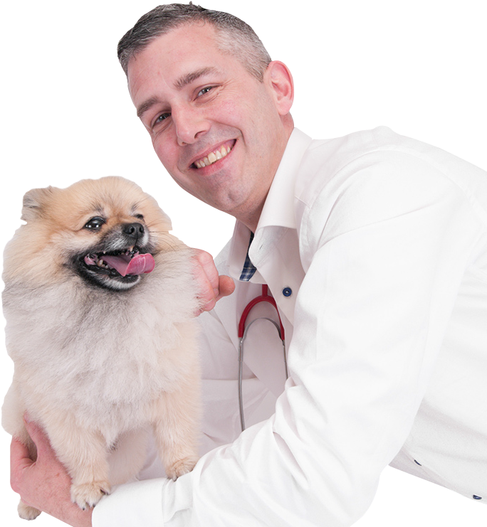 Daniel-hercules - German Spitz Mittel Clipart (800x800), Png Download