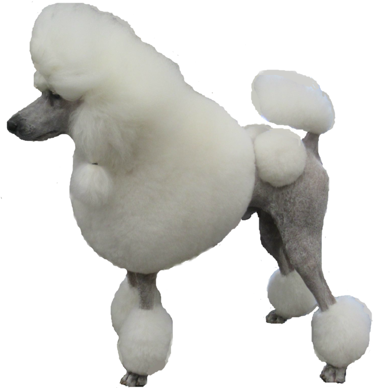 Poodle Png - Poodle Transparent Png Clipart (1024x768), Png Download