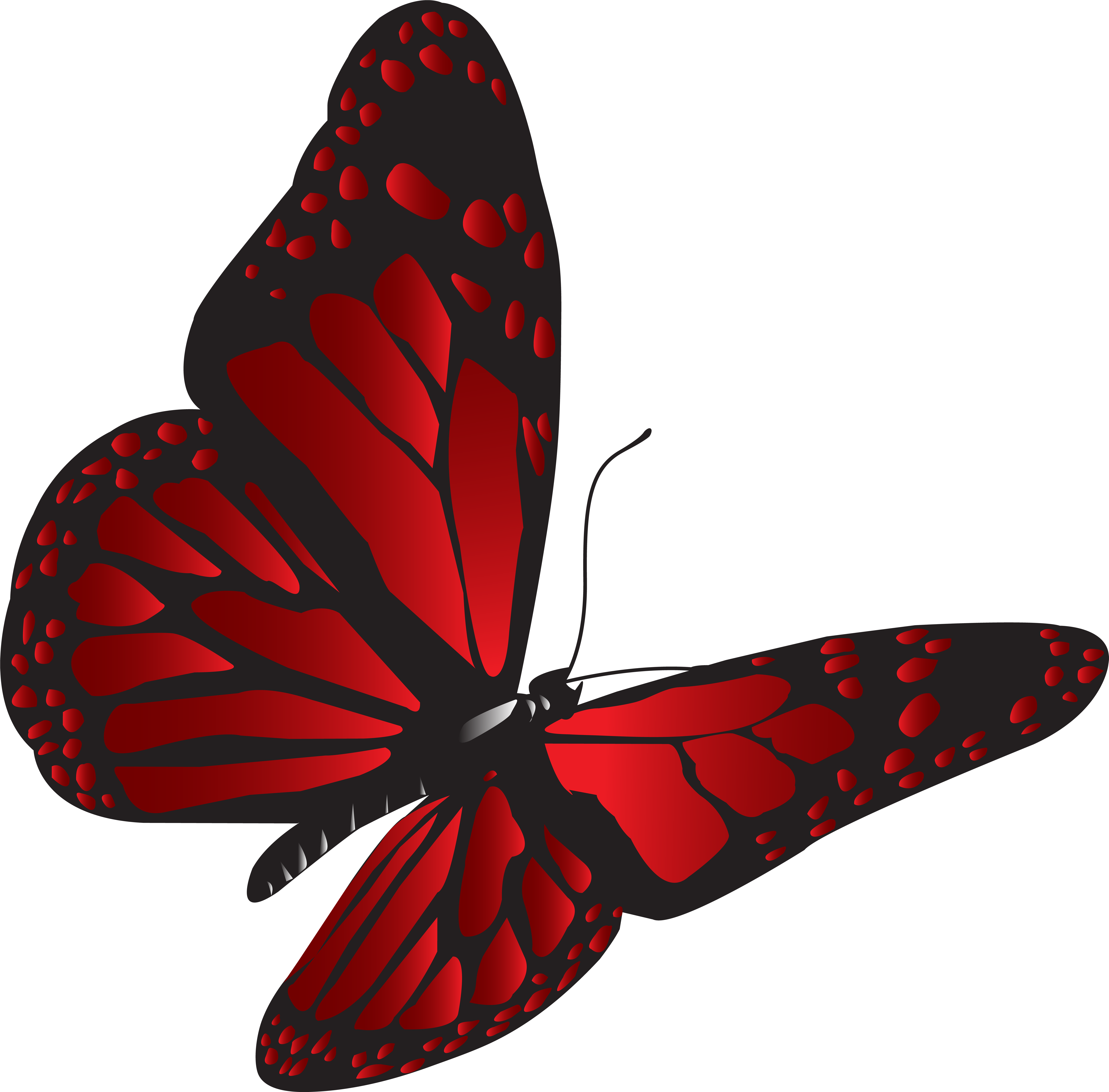 Красная бабочка. Бабочка без фона. Красные бабочки на белом фоне. Красная бабочка для детей.