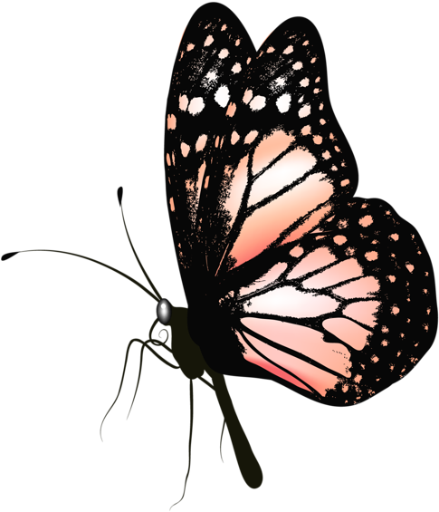 Gallery Butterflies Png - Clip Art Butterfly Realistic Transparent Png (544x600), Png Download