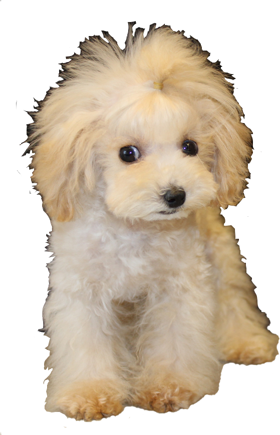 Safe Travels - Companion Dog Clipart (576x868), Png Download