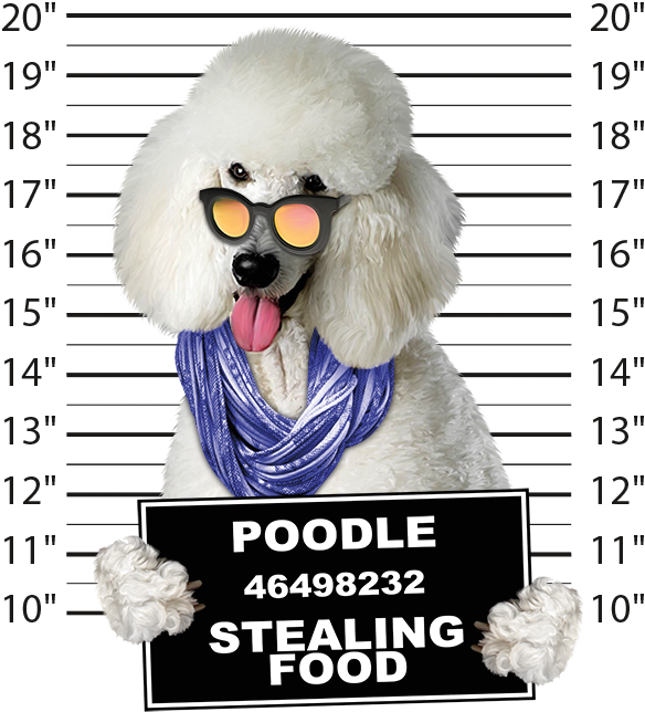 Poodle Mugshot - Poster Clipart (675x675), Png Download