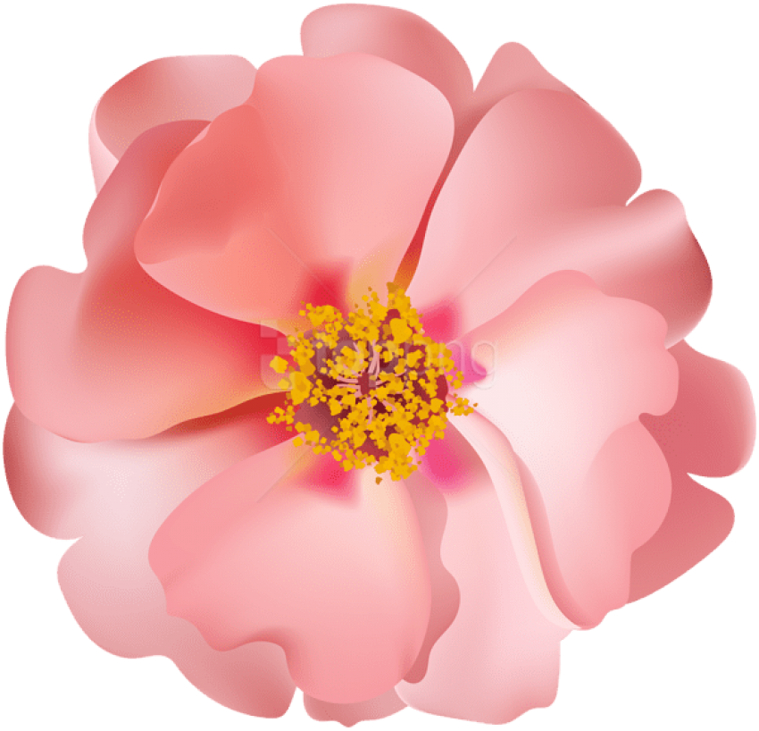 Download Rosebush Flower Png Images Background - Clip Art Transparent Png (850x818), Png Download