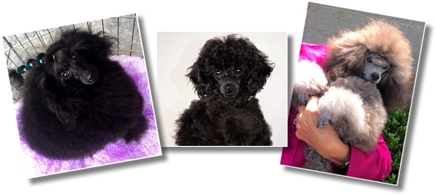 Picture - Standard Poodle Clipart (900x400), Png Download