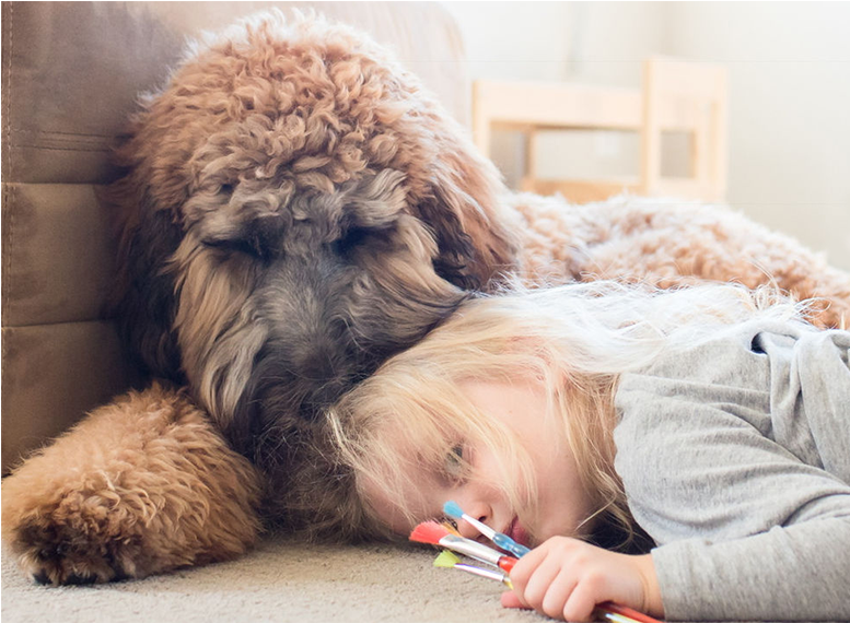 Standard Poodle Clipart (1920x569), Png Download