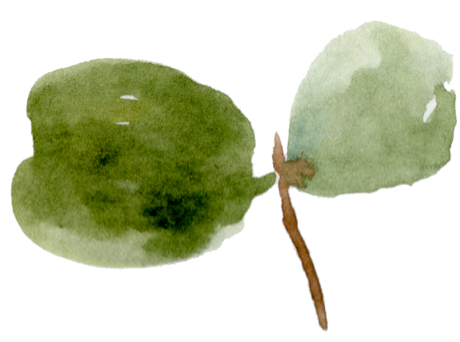 18 Eucalyptus Leaves , Png Download Clipart (941x701), Png Download