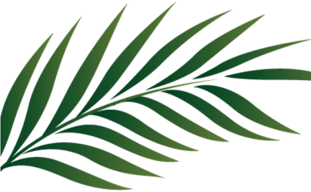 Download Tropics Clipart Palm Frond - Transparent Palm Leaves - Png Download Png Download - PikPng