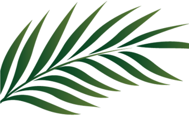 Tropics Clipart Palm Frond - Transparent Palm Leaves - Png Download (640x480), Png Download
