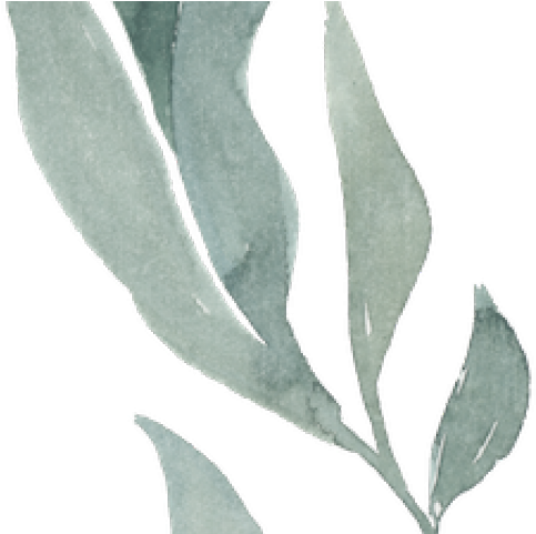 Eucalyptus Clipart Transparent - Magnolia - Png Download (640x480), Png Download