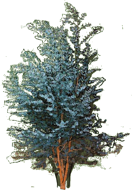 127260 Fagus Sylvatica Dawyck Gold1 W 23 Jan 2019 - Colorado Spruce Clipart (556x800), Png Download