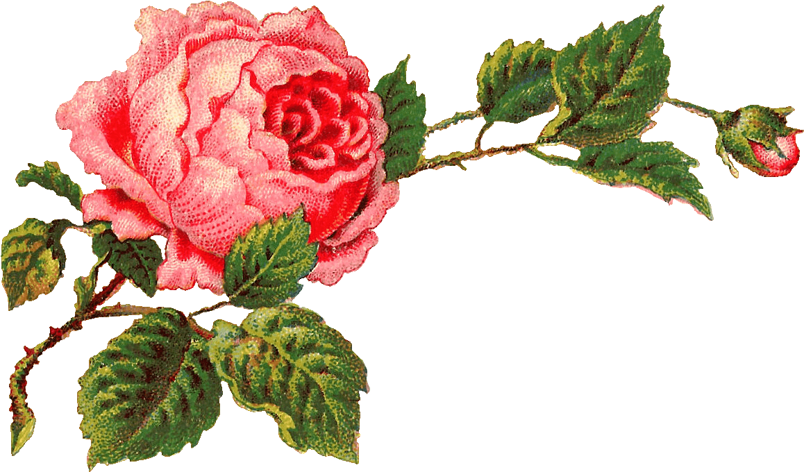 Victorian Vintage Roses On A Branch - Vintage Rose Clip Art - Png Download (1252x745), Png Download