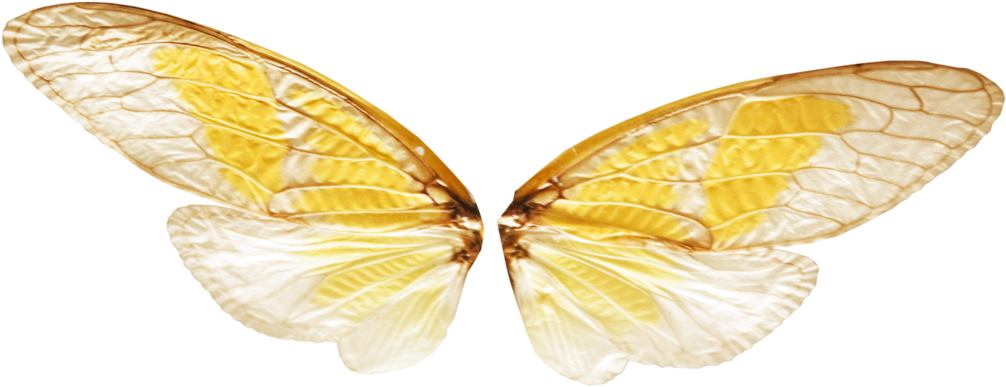 Fairylilies Butterfly Wings Png Transparent Mine But - Fairy Wings Png Transparent Clipart (1024x420), Png Download