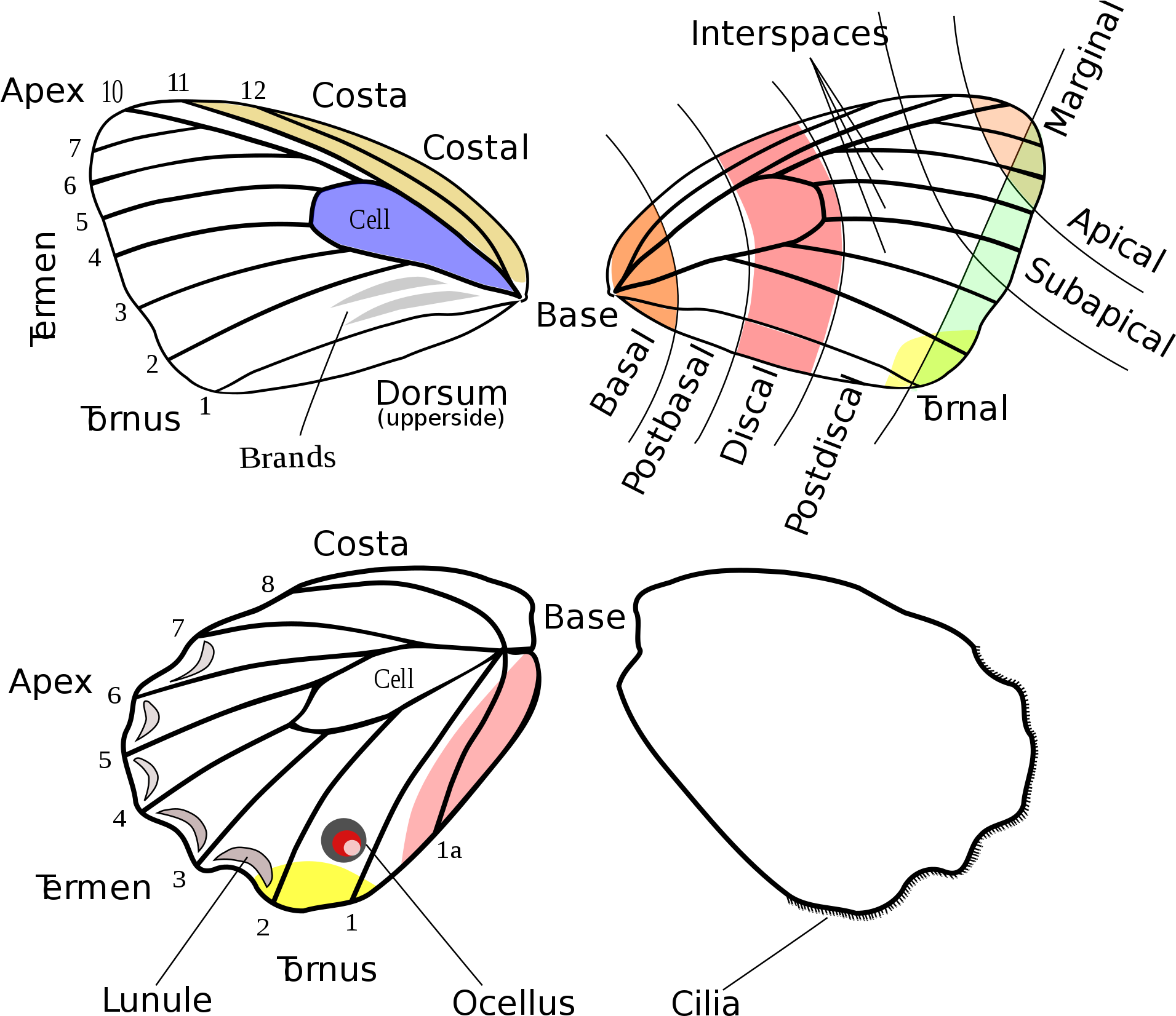 Open - Lepidoptera Wings Clipart (2000x1750), Png Download