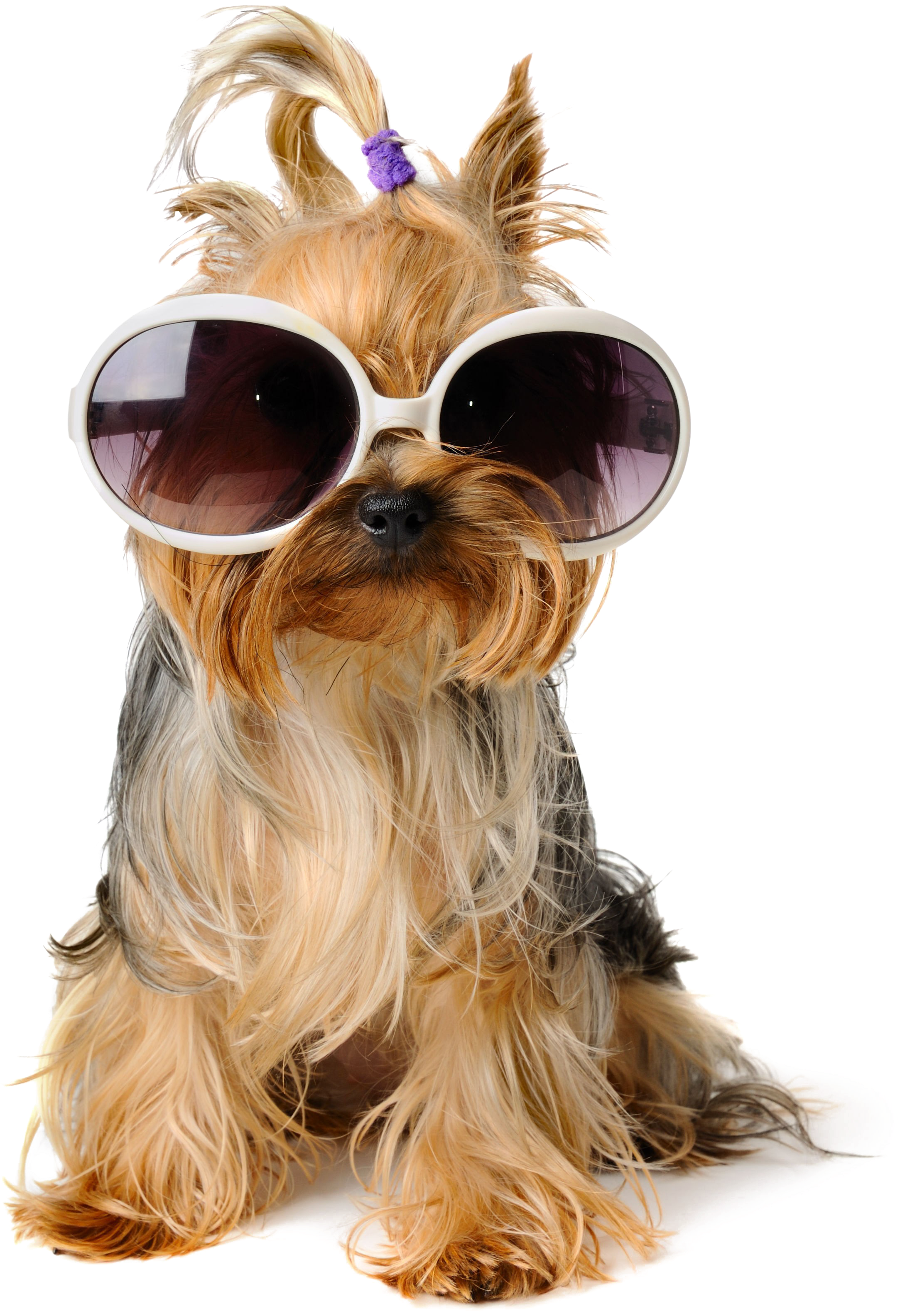 Dog Birthday Puppy Pet Sitting Greeting Card - Yorkshire Terrier Birthday Free Clipart (2220x3169), Png Download