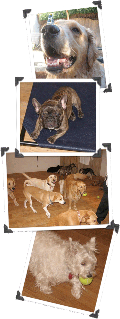 Clipart Free Library About Day Care Boarding Santa - Boxer - Png Download (534x1350), Png Download