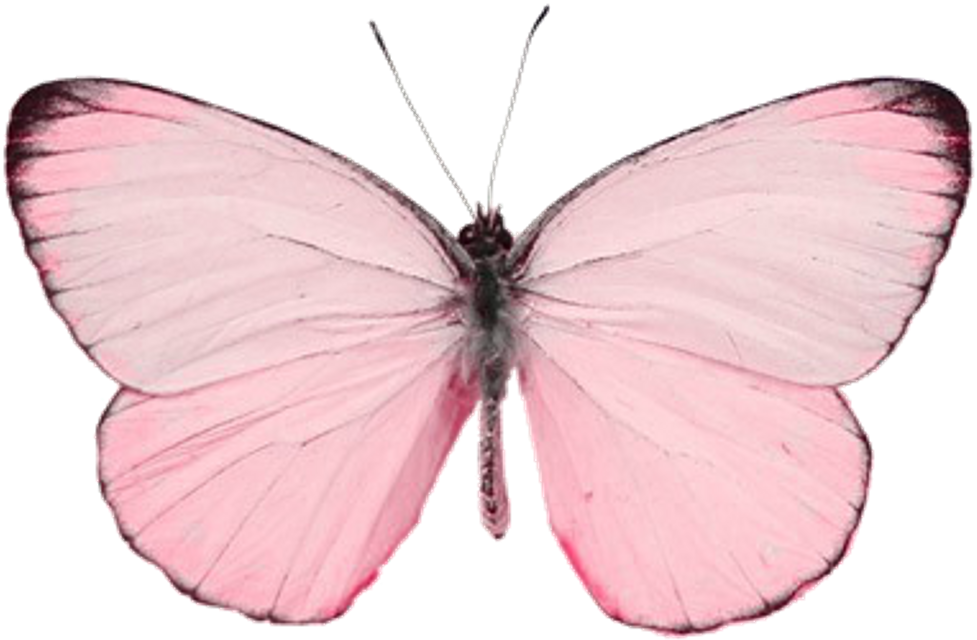 #butterfly #butterflywings #wings #pink #love #nature - Mint Color Butterfly Clipart (1024x1024), Png Download