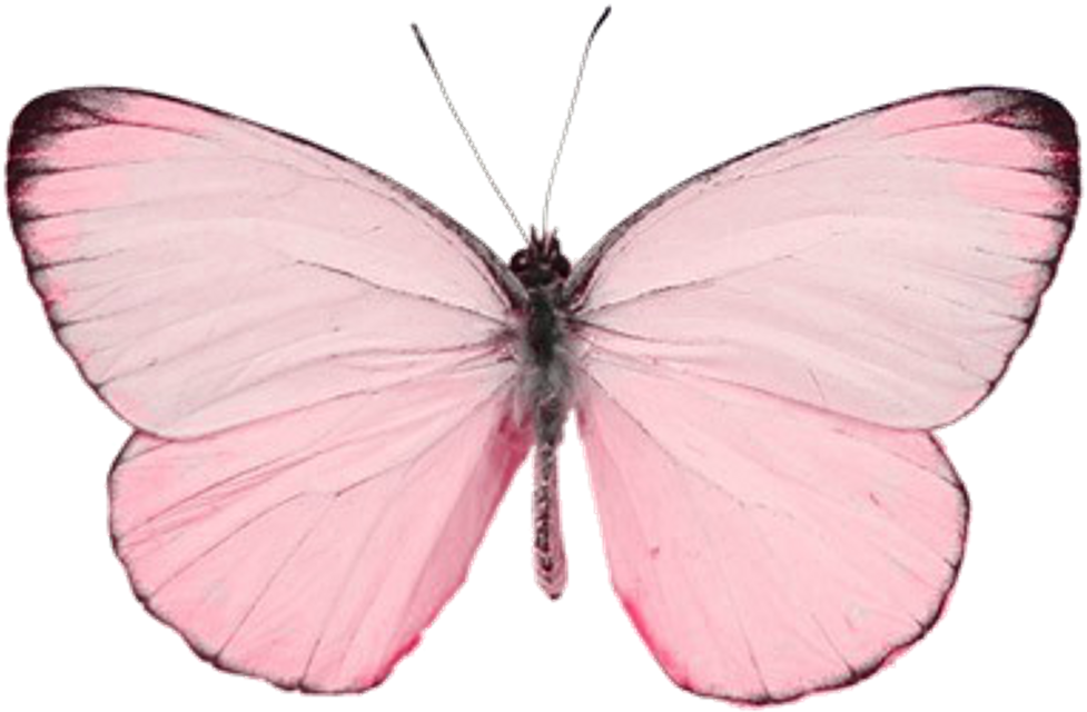 Download #butterfly #butterflywings #wings #pink #love #nature - Mint