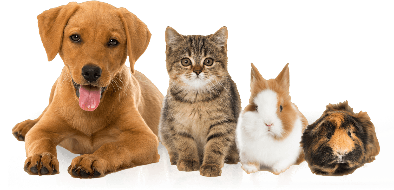 Dog Walkers Peterborough - Hayvanlar Clipart (1524x730), Png Download