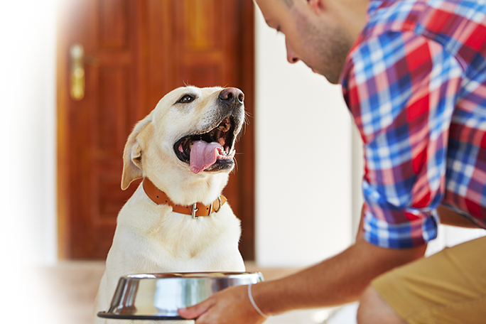 Petsitting - Estate Petfood Clipart (684x456), Png Download