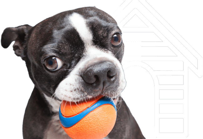 Northern Va Pet Sitting Company Provides Dog Walking - Boston Terrier Clipart (800x445), Png Download