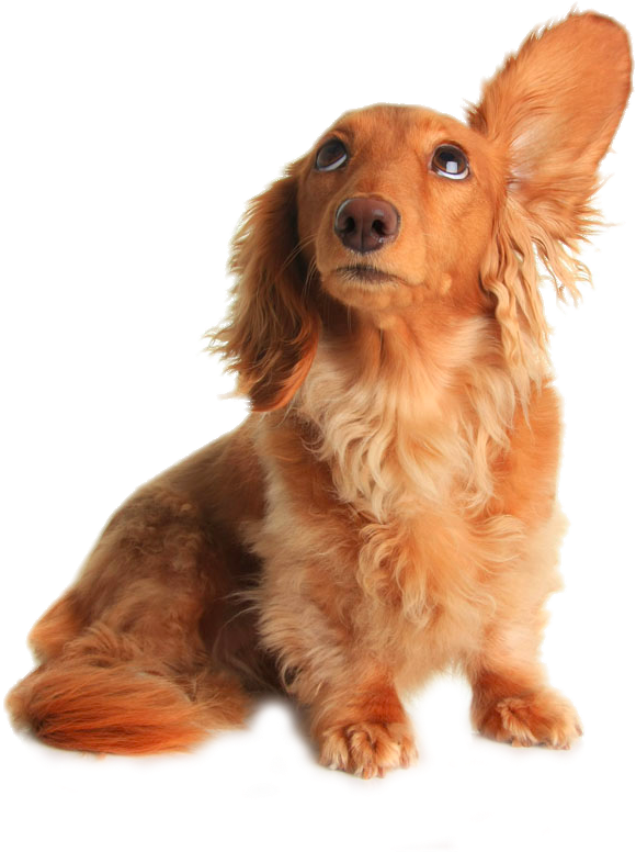 Dachshund Pet Sitting Grooming Listening Drooping Ears - Dog Hear Clipart (580x776), Png Download
