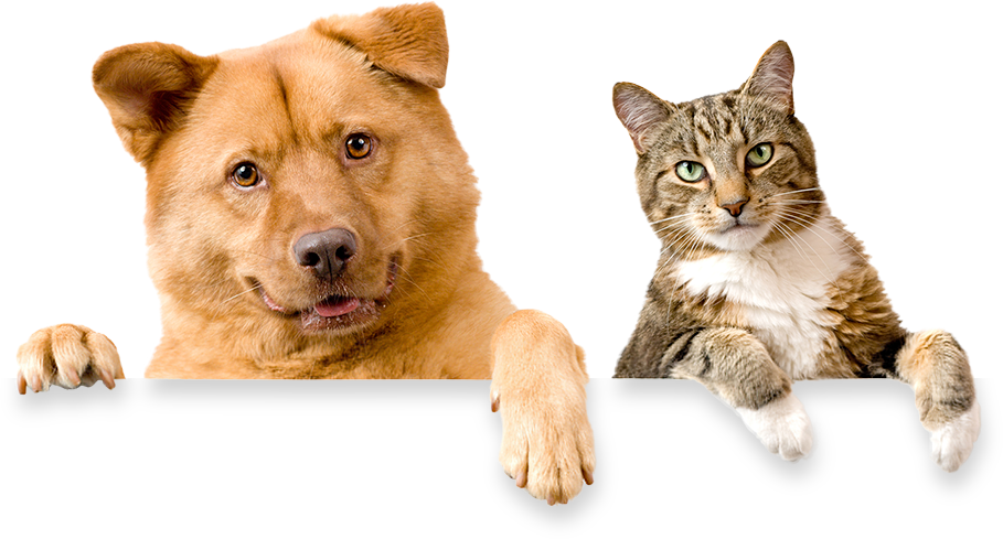 Domestic Cat And Dog Clipart (909x489), Png Download