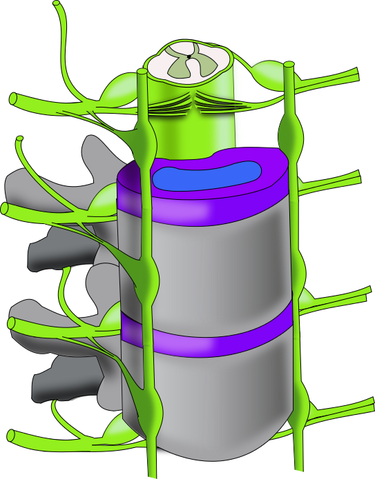 Ch13 Vertebral Column Clipart (543x695), Png Download