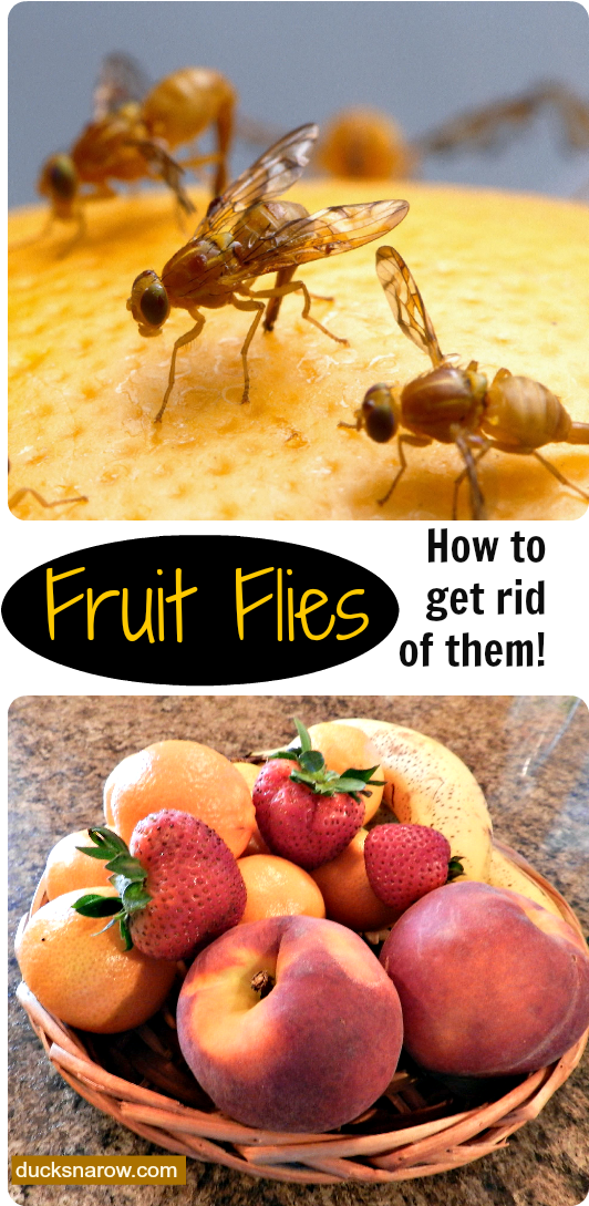 How To Get Rid Of Fruit Flies Naturally, Fruit Fly - Mexican Fruit Fly Clipart (554x1116), Png Download