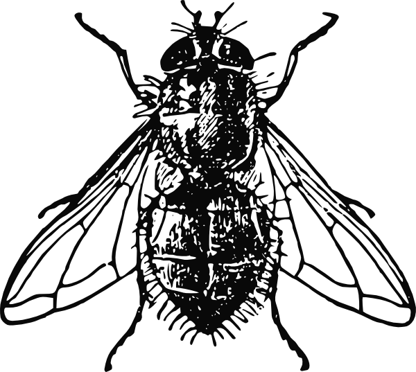 Drawing Flies House Fly - House Fly Illustration Clipart (600x537), Png Download