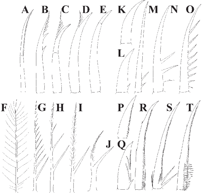 Some Examples Of Vertical Homologous Rows - Dwarf Runes Clipart (850x813), Png Download