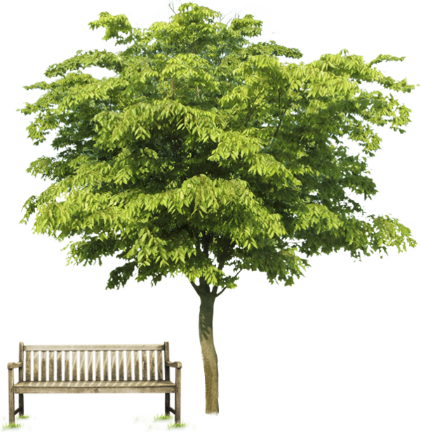 Tubes Arbre Photoshop, Arbre Png, Plantae, Architectural - Psd Clipart (600x615), Png Download