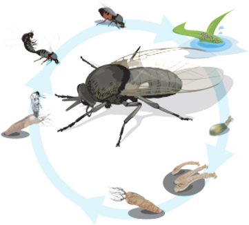 Black Flies - Weevil Clipart (965x600), Png Download