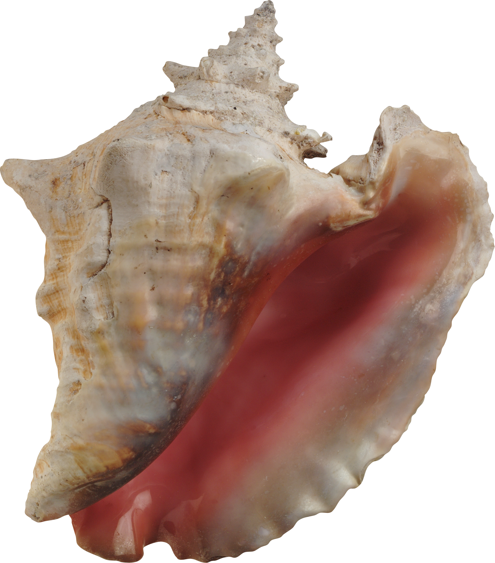 Conch Shell Clipart (1729x1966), Png Download
