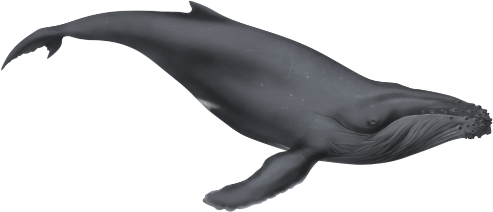 1024 X 494 11 - Humpback Whale Clipart Png Transparent Png (1024x494), Png Download