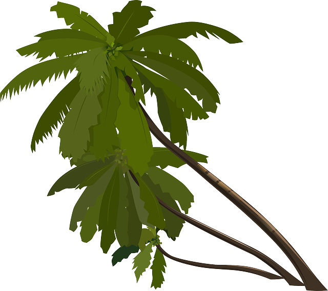 Palm Trees, Slanted, Tropical, Trees, Leaning, Group - Palma Clipart - Png Download (640x568), Png Download