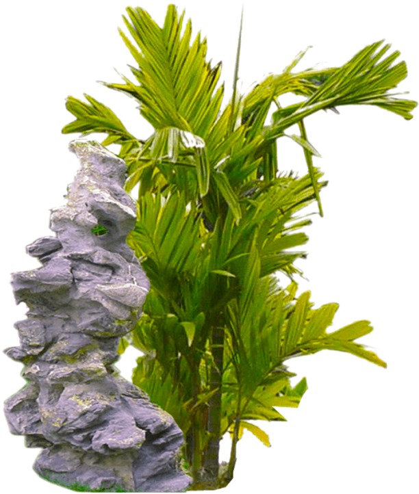 Tropical Plant Png Clipart (612x722), Png Download