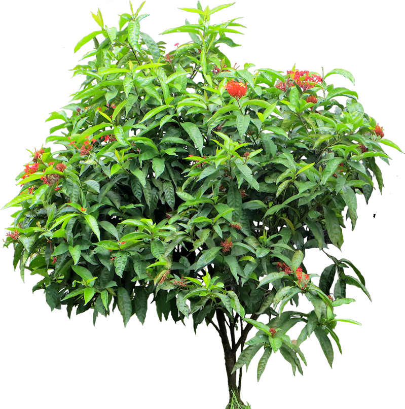 Flowering Tropical Plants Png - Ixora Png Clipart (615x620), Png Download