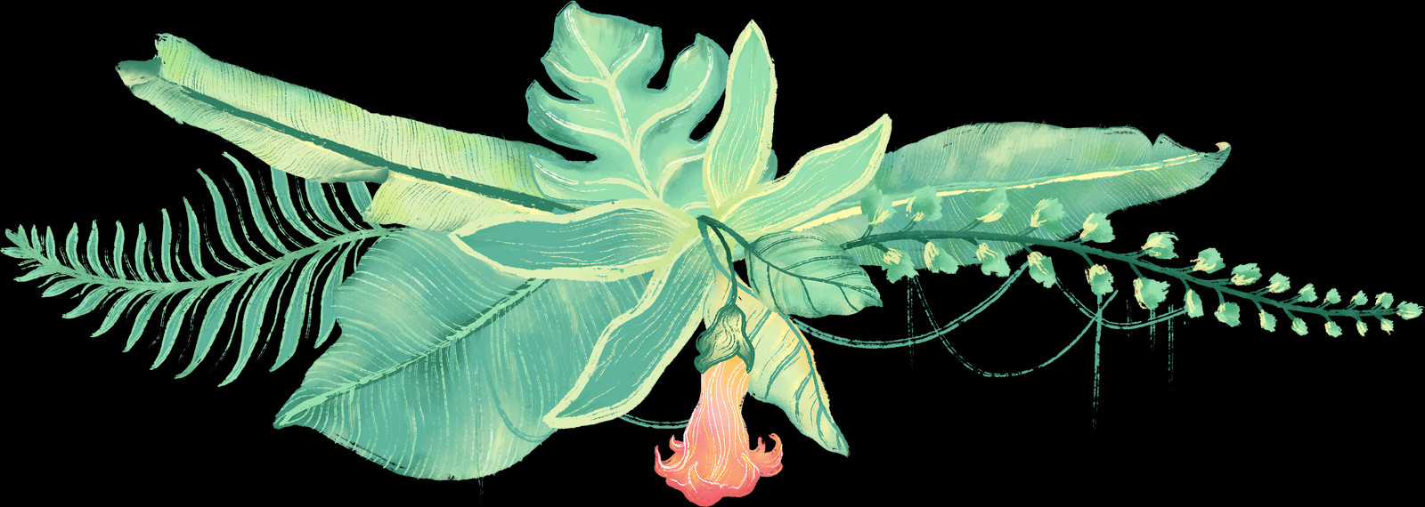 Dutchman's Pipe Clipart (1600x570), Png Download