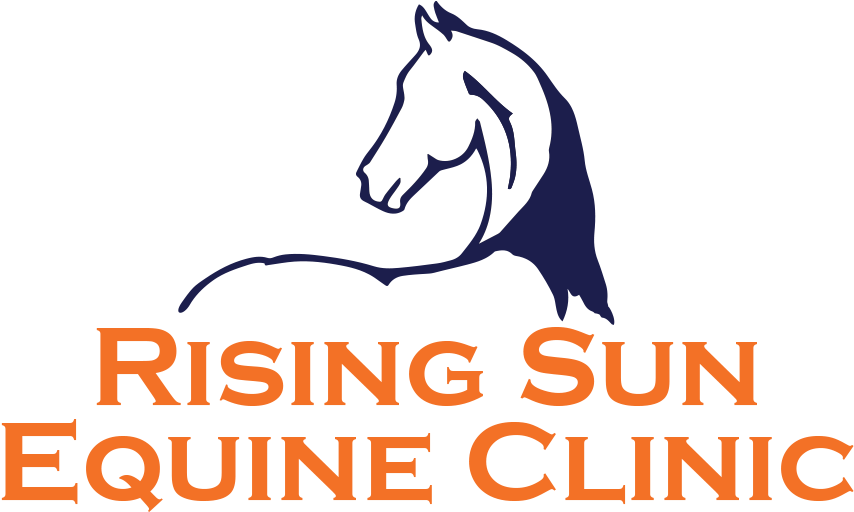 Equine Acupuncture - Stallion Clipart (900x551), Png Download