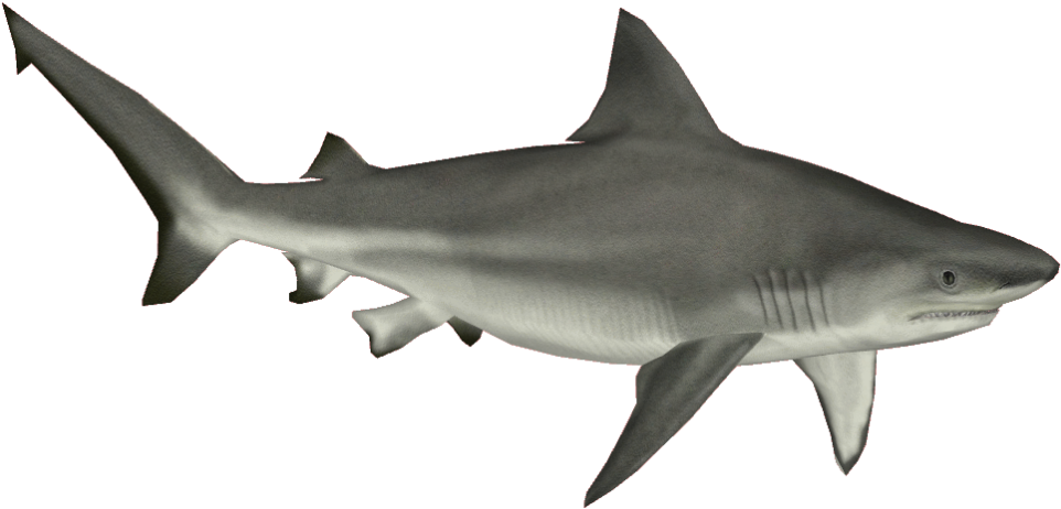 Great White Shark Clipart Aquatic Animal - Tiger Shark No Background - Png Download (1024x480), Png Download