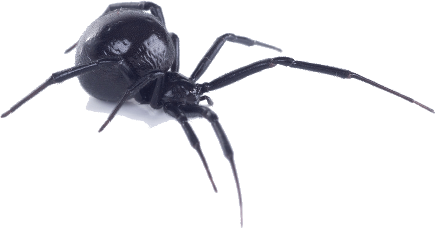 Black Widow Spider Gis Clipart (1006x710), Png Download