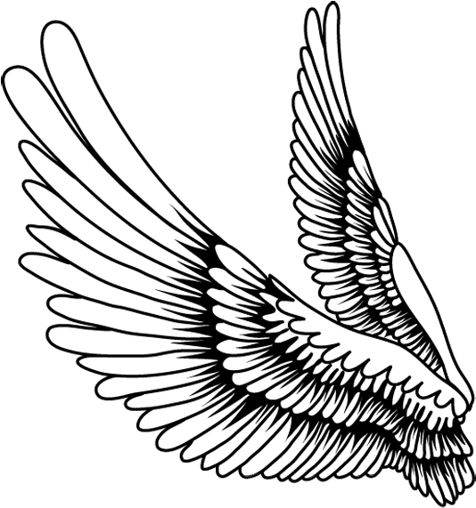 Bird Feather Drawing - ภาพ วาด ปีก การ์ตูน Clipart (578x600), Png Download