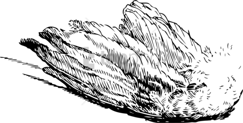 Free Png Download Bird Wing Transparent Png Images - Bird Wings Illustration Transparent Clipart (851x432), Png Download